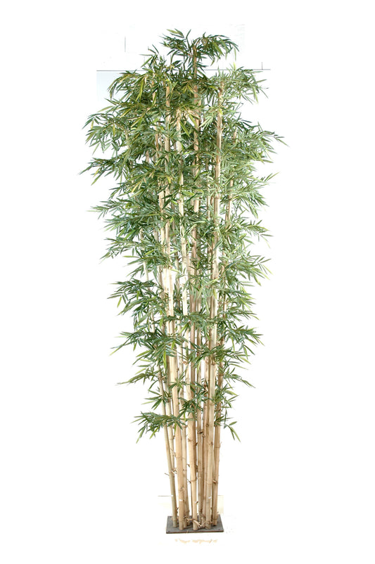 Giant Bamboo 380 cm