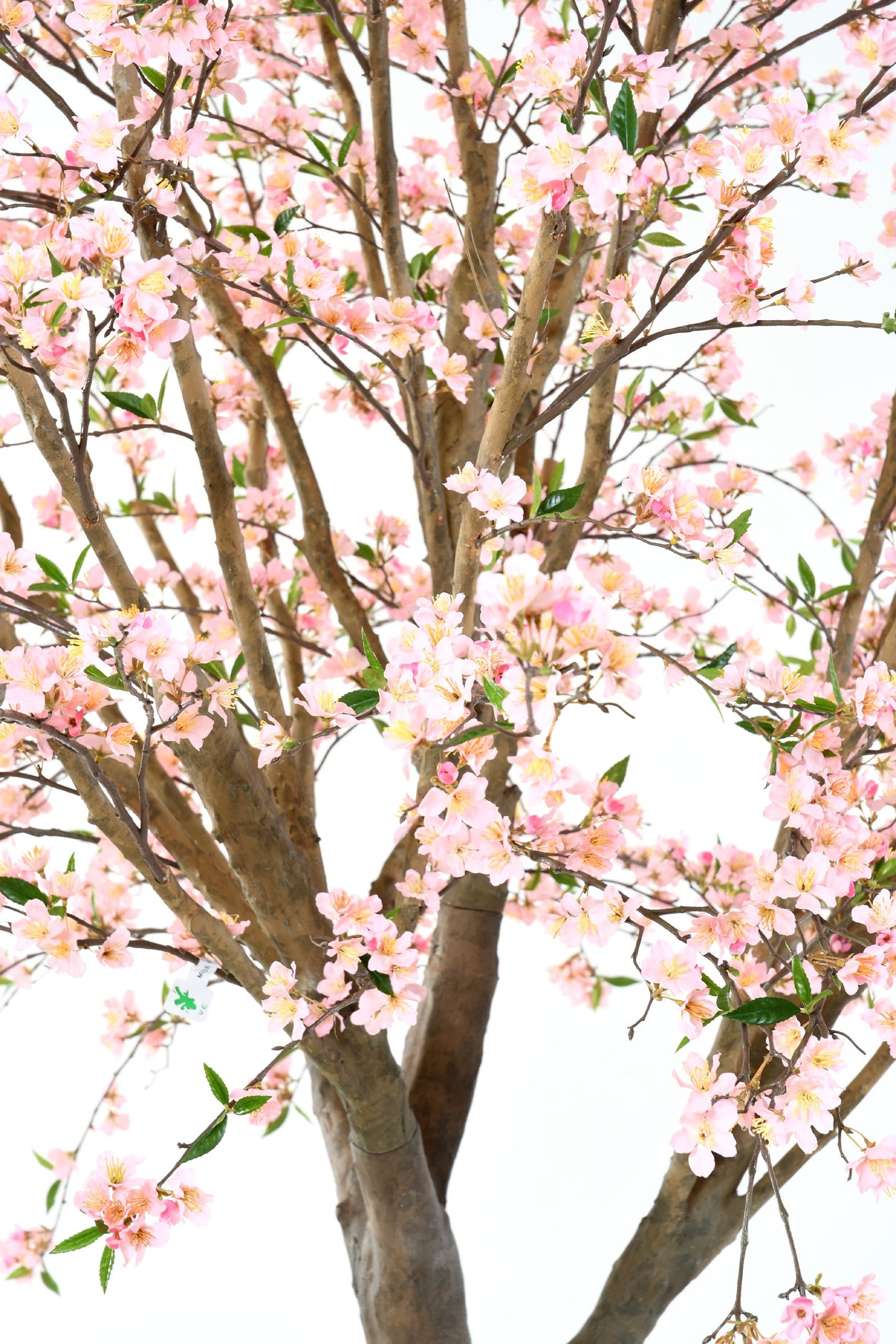 Kirsipuu 280 cm