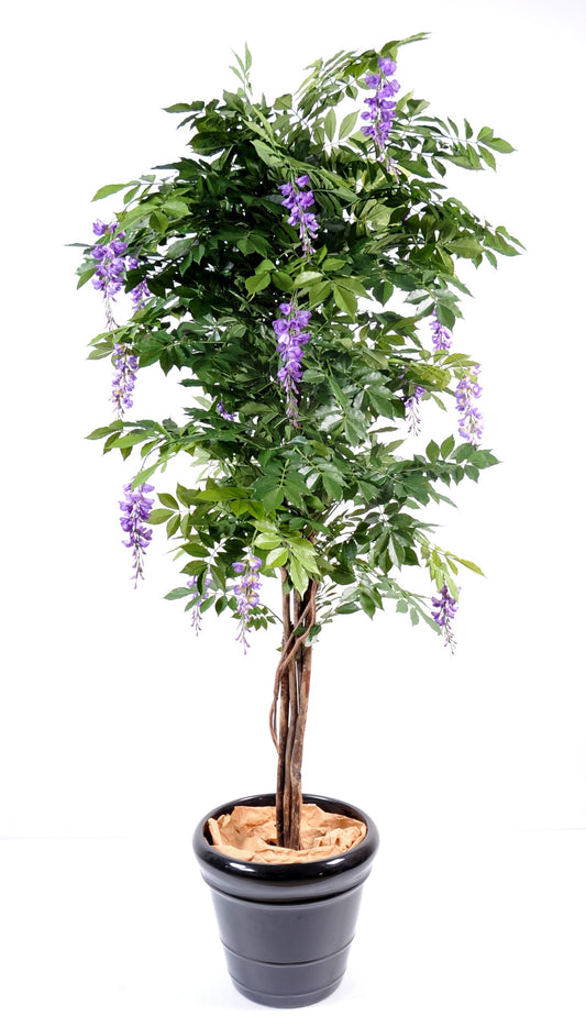 wisteria lavender 110 cm