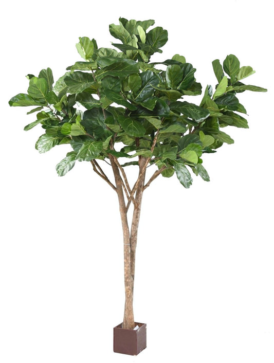Lyrata Tree 340 cm