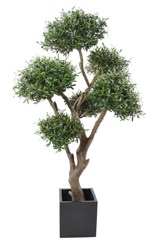 Bonsai olive tree 235 cm