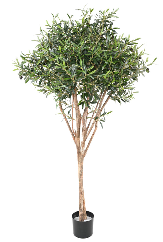 Olive Tree 165 cm