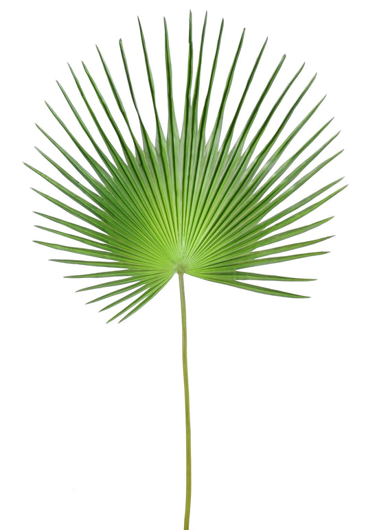 Palm tree camerus