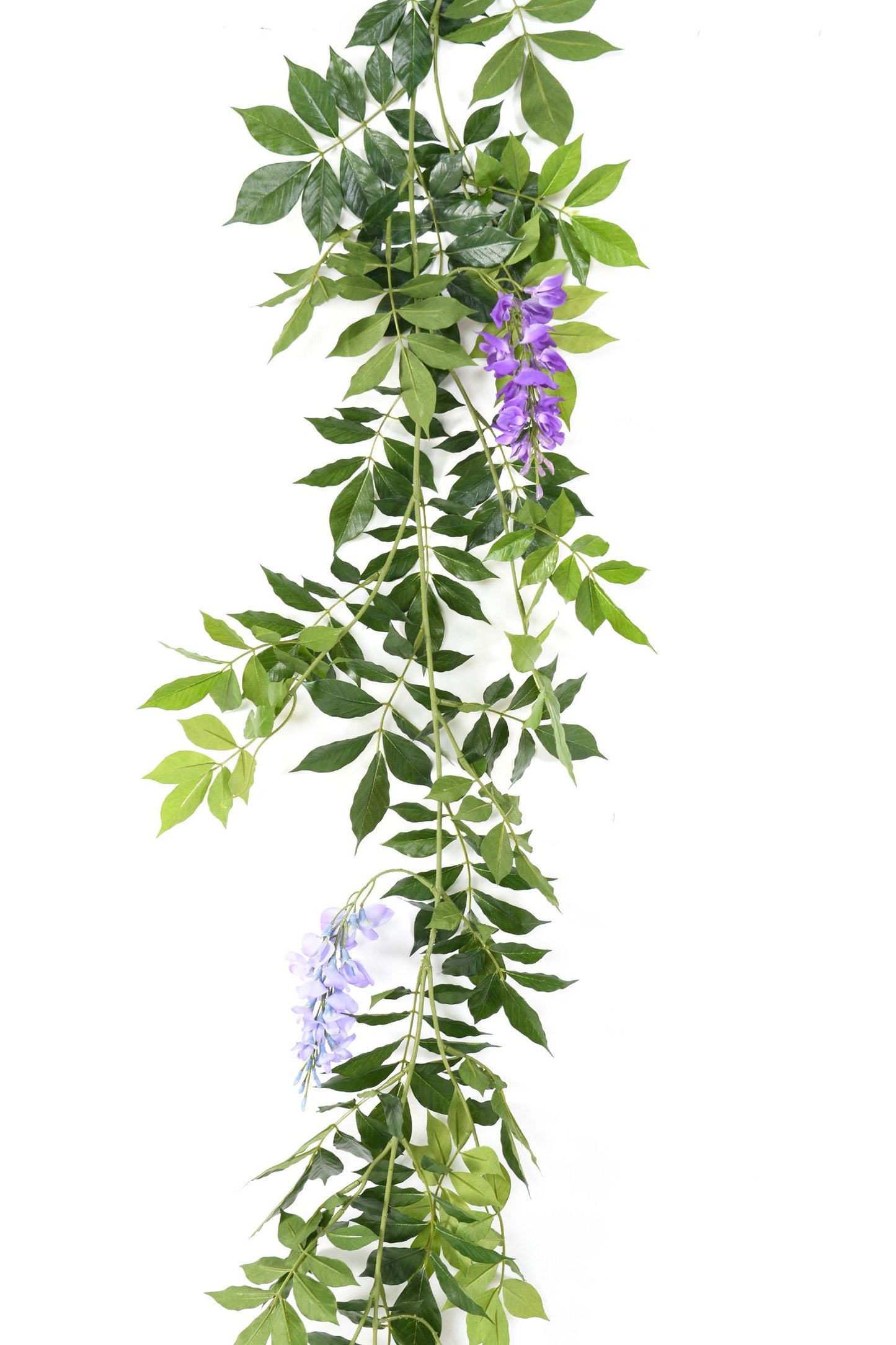 Lavender Wisteria 180 cm