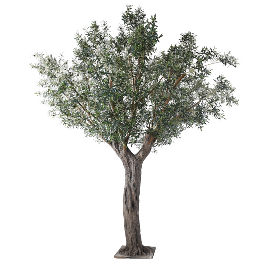 OLIVE TREE 390cm