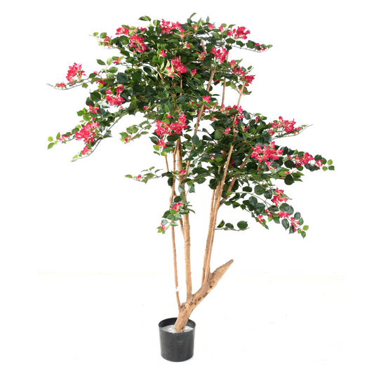 BOUGAINVILLEE ROOT 160cm