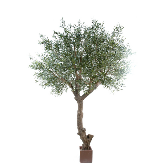Kõrge oliivipuu 270 cm 