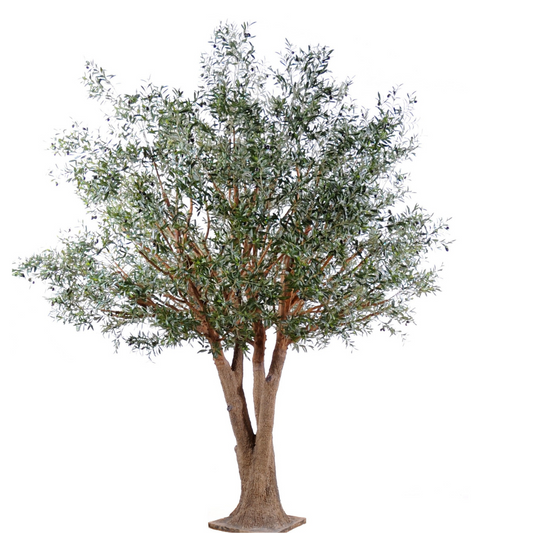 OLIVE TREE 350cm