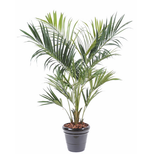 Kuninglik Kentia Palm