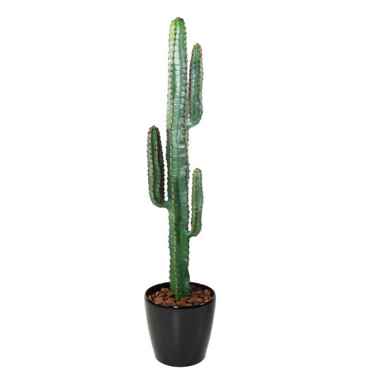 Mehhiko kaktus 