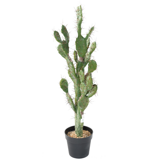 Kaktus 104 cm