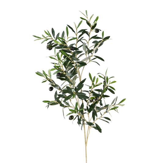 Features of Olive tree