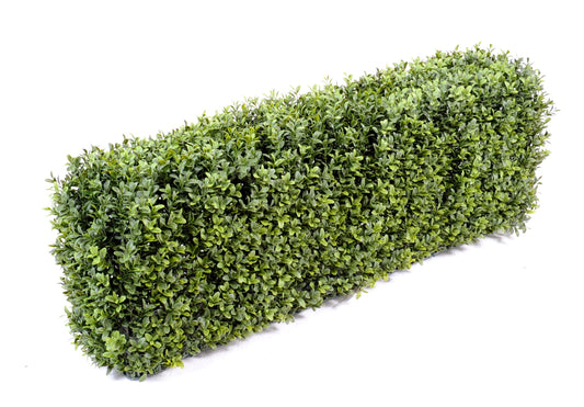 Boxwood hedge 30 cm