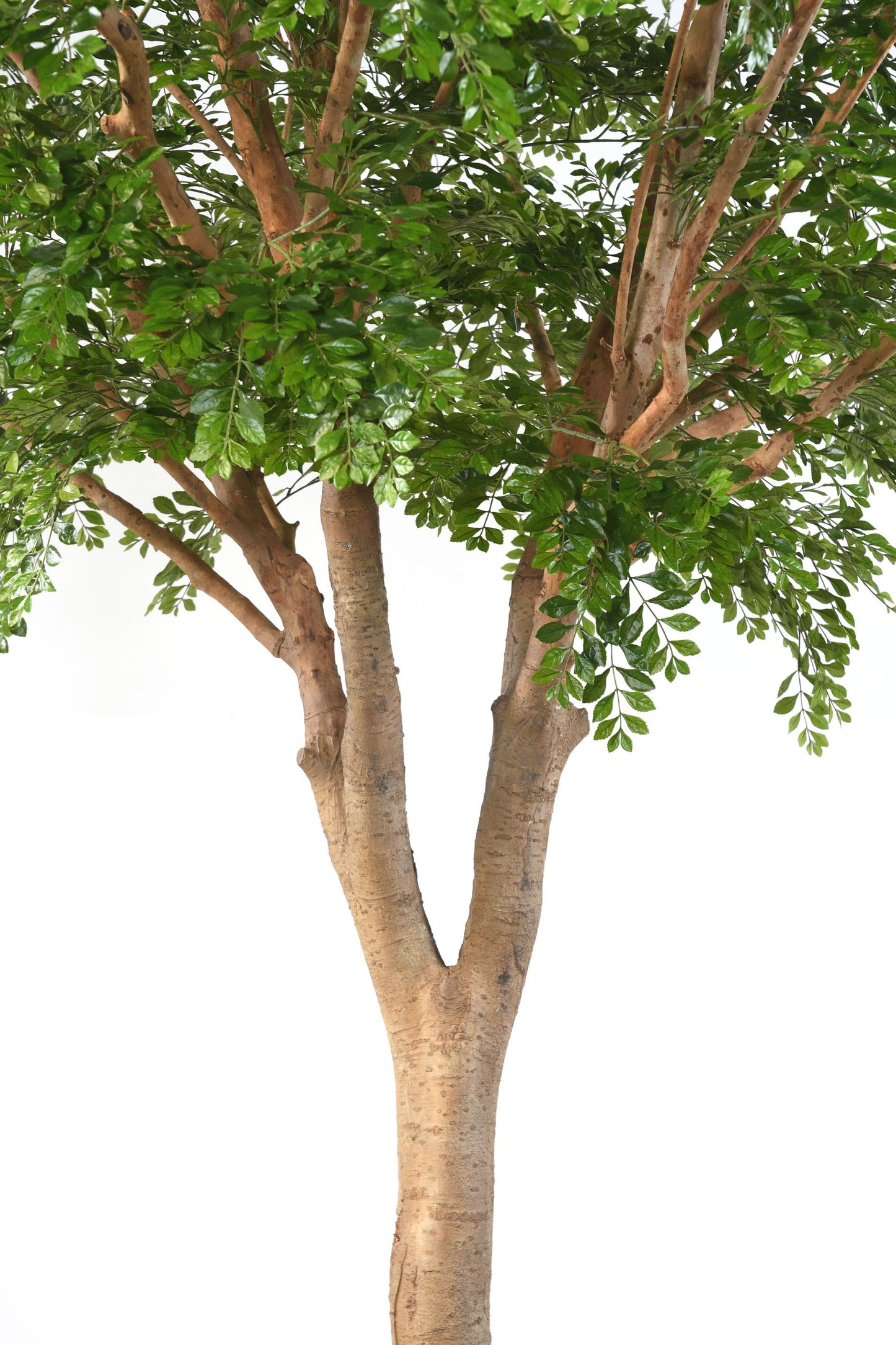 Bucida tree 360 cm