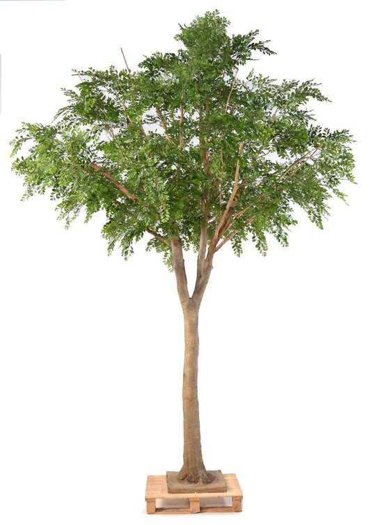 Bucida tree 360 cm