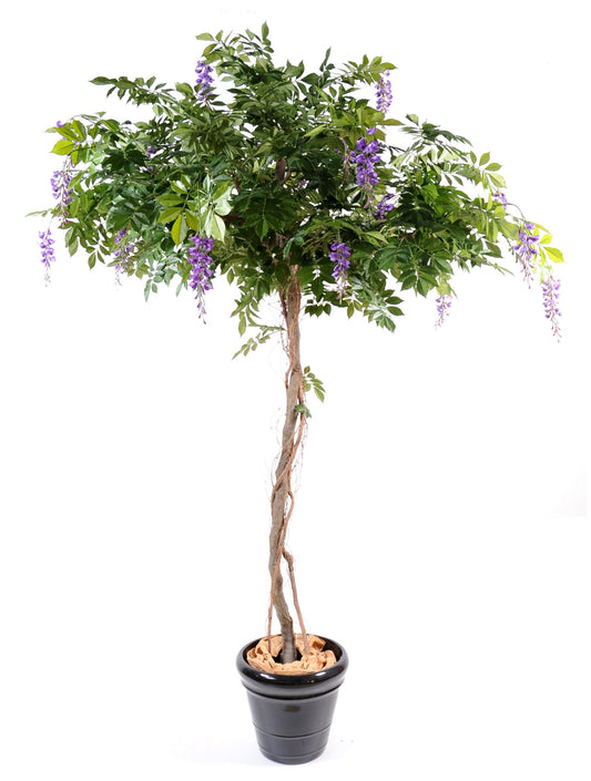 Lavender tree 235 cm
