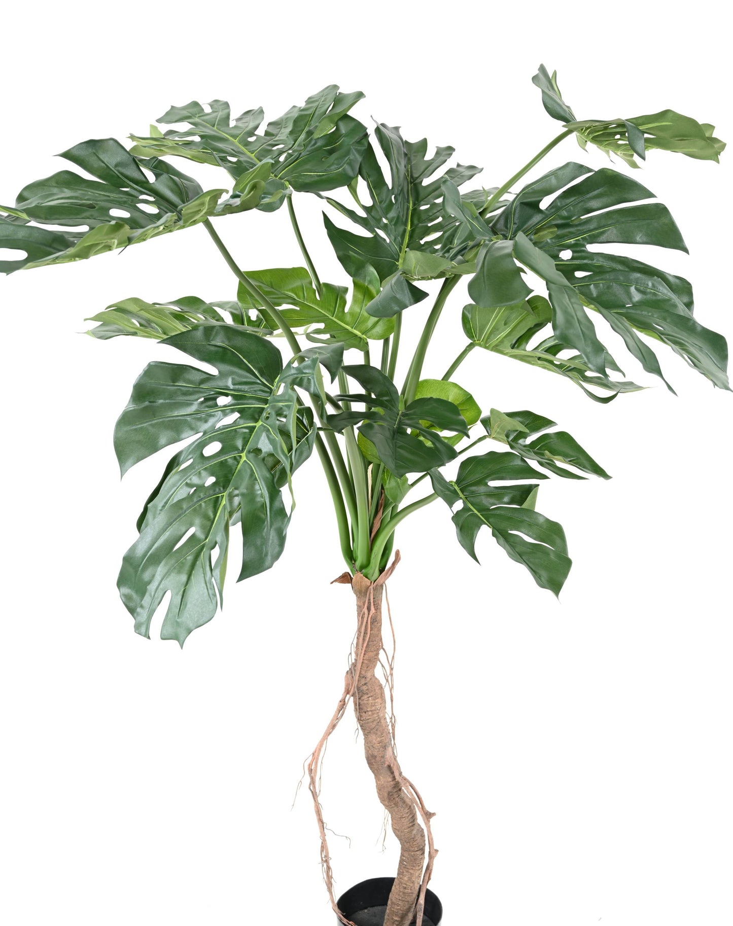 PHILODENDRON MONSTERA
