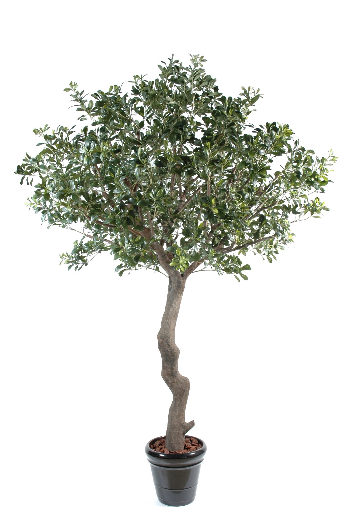 Pittosporum tree 260 cm